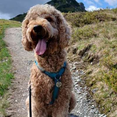 Goldendoodle-Beitrag-Bild