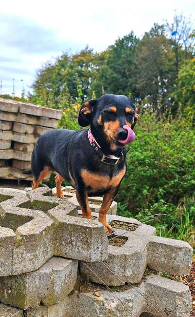 Hundetreffen-Gemeinsame Spaziergänge-Bild