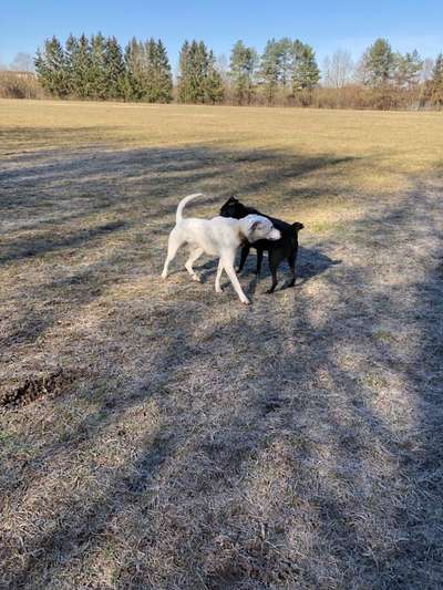 Hundeauslaufgebiet-Sportanlage-Süd-Bild