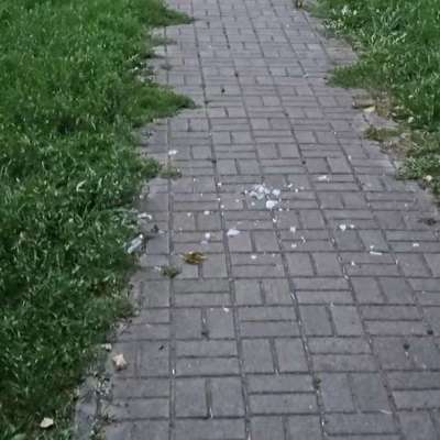 Giftköder-Scharfe Gegenstände-Bild