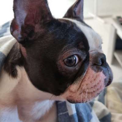 Hundetreffen-Gassi / Spielen-Bild