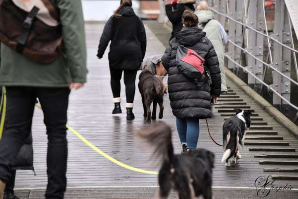 Giftköder-Social Walk-Bild