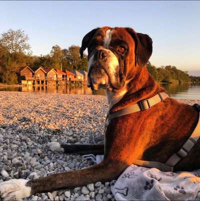 Unsere Fellnasen im Regenbogenland-Beitrag-Bild