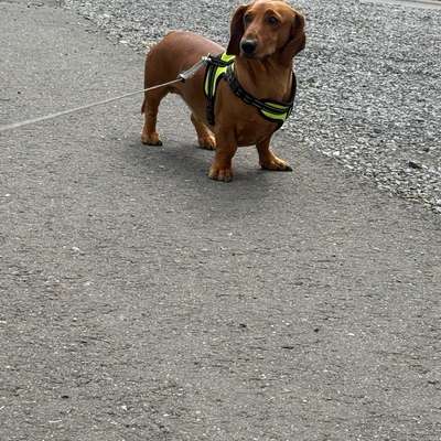 Hundetreffen-Hundespaziergang-Bild