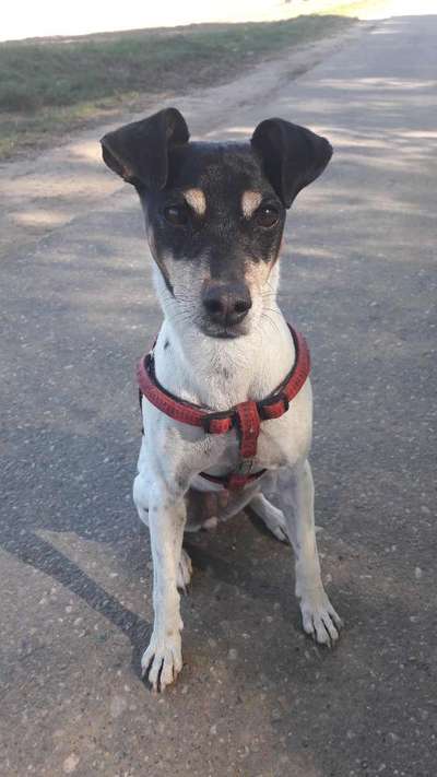 Seltene Rassen!-Beitrag-Bild