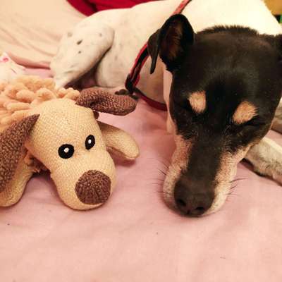 Ratonero Bodeguero Andaluz-Beitrag-Bild