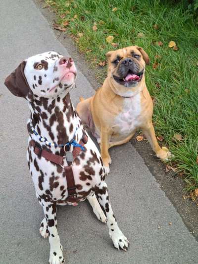 Dogorama Photo Challenge - Die besten Hundebuddys-Beitrag-Bild