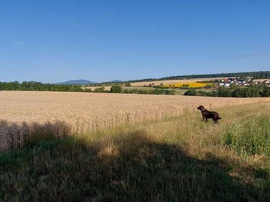 Hundeauslaufgebiet-Rodacher Flur Heldritter Schweiz-Bild