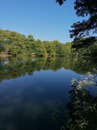 Hundeauslaufgebiet-Mollbeckteiche-Bild