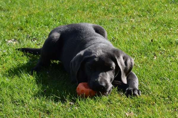 Labradorfans-Beitrag-Bild