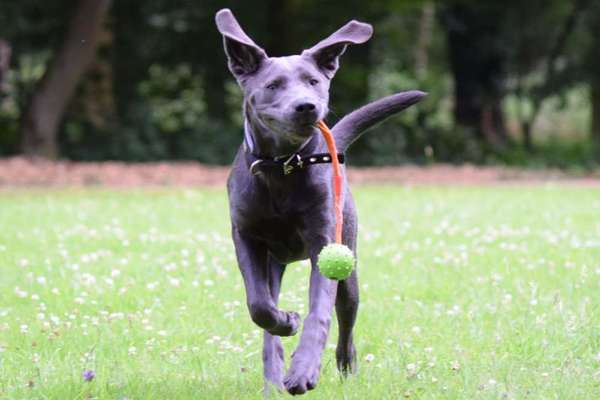 Labradorfans-Beitrag-Bild