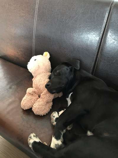 Auslandstierschutz-Beitrag-Bild