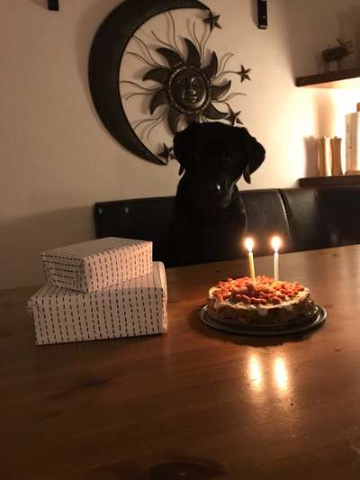 31. Handy - Fotochallenge
Vierbeiner mit am Tisch-Beitrag-Bild