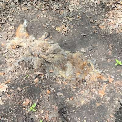Giftköder-Toter Fuchs-Bild