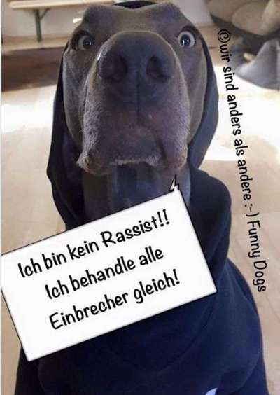 Hunde Memes-Beitrag-Bild