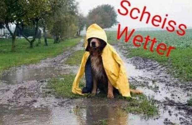 Hunde Memes-Beitrag-Bild