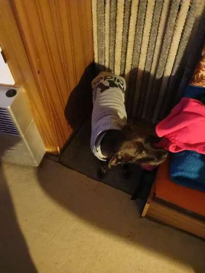 In Gülle gewälzt-Beitrag-Bild