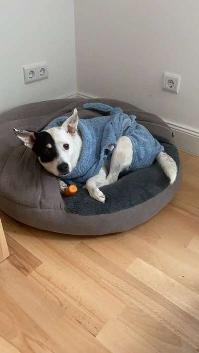 Die Dogorama Wochen Challenge-Beitrag-Bild