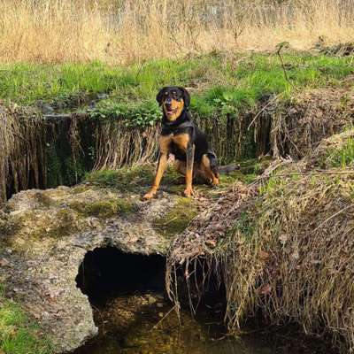 Hundetreffen-Spiel/ Gassirunde-Bild