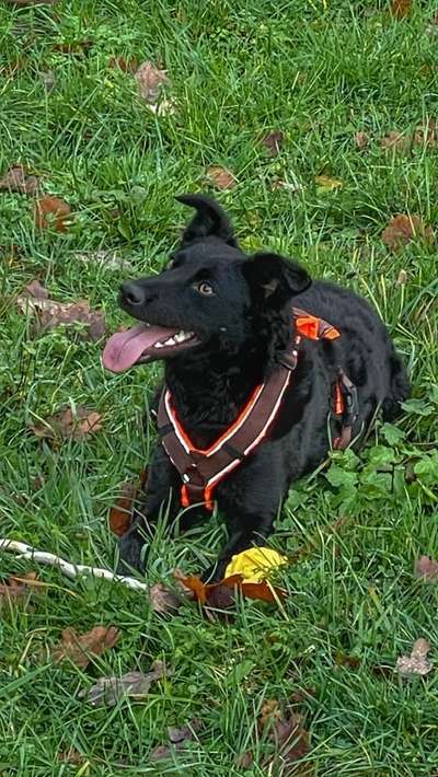 Hundetreffen-Spielen mit Artgenossen-Bild