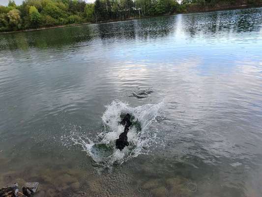 Dogorama-Monats-Challenge-Mai "Wasser"-Beitrag-Bild