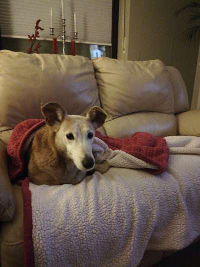 Podencomischling oder Podenco-Beitrag-Bild