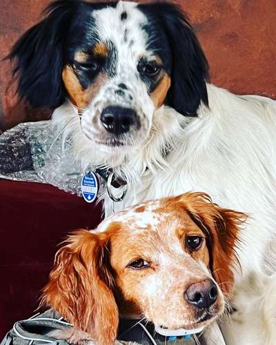 Epagneul Breton-Beitrag-Bild