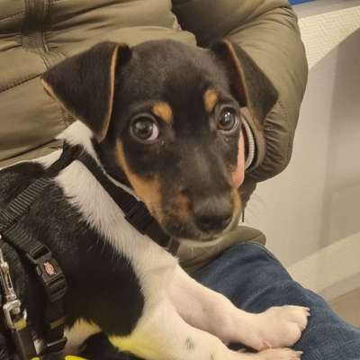 Hundetreffen-Gassi und Spielrunde im Kölner Norden