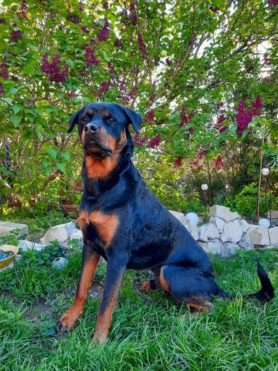 Die Dogorama Monats Challenge "Es grünt und blüht"-Beitrag-Bild