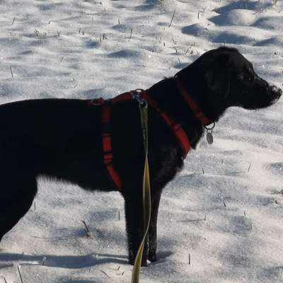 Hundetreffen-Freies Spielen alle paar Tage-Bild