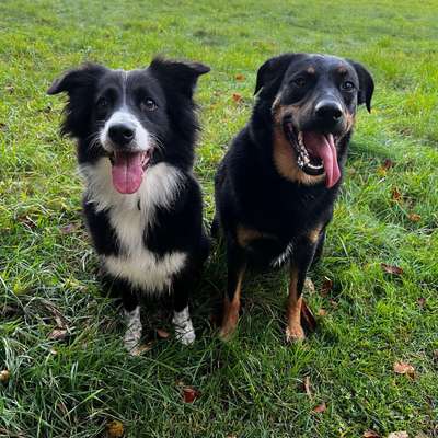 Hundetreffen-Gassi / Spielen / Training-Bild