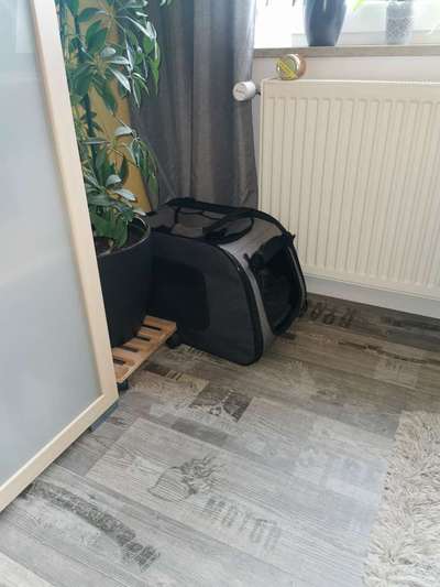 Der Welpe und die Box-Beitrag-Bild