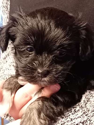 Welpen Bilder !-Beitrag-Bild