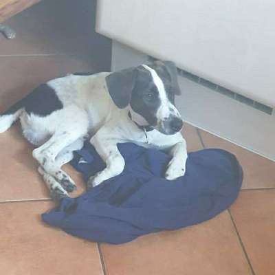 Hundetreffen-Social Walk and Training-Bild