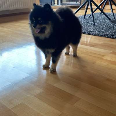 Hundetreffen-Freunde zum spielen und spazieren gehen gesucht-Profilbild