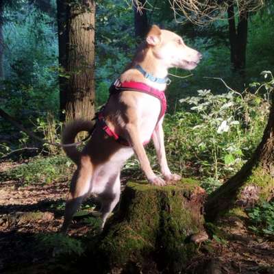 Dogorama Photo Challenge - Märchenwald-Beitrag-Bild