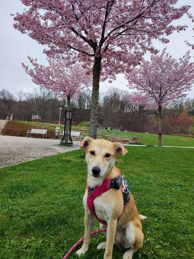 Auslandstierschutz-Beitrag-Bild