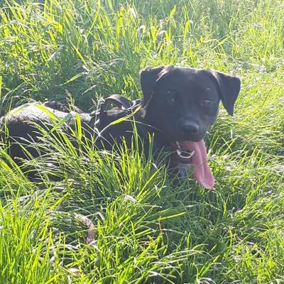 Hundetreffen-Gassi gehen auf dem Feld-Bild