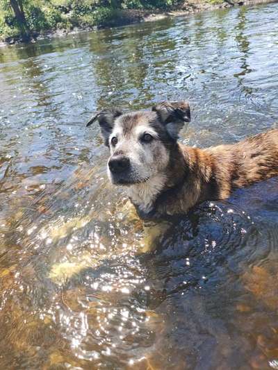 Dogorama-Monats-Challenge-Mai "Wasser"-Beitrag-Bild