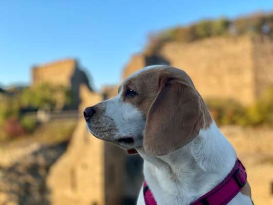 Die Dogorama Kalender Challenge Titelbild-Beitrag-Bild