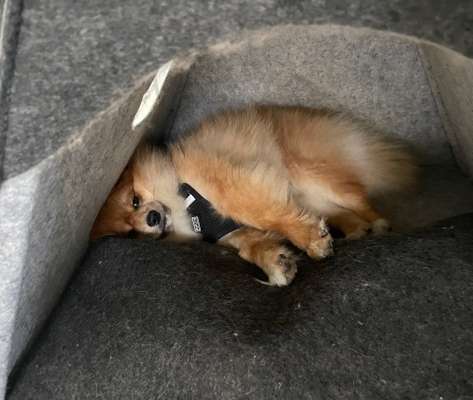 Dogorama Photo Challenge- Höhlen/Tunnel-Beitrag-Bild