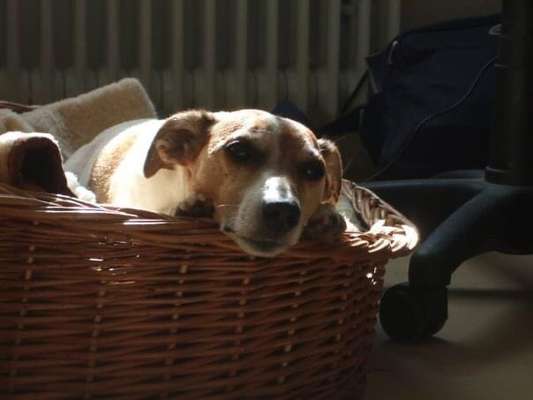 euer ältester Hund ?-Beitrag-Bild