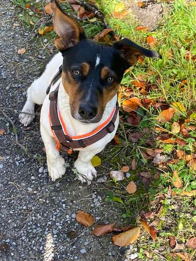 Reinrassige Hunde?-Beitrag-Bild