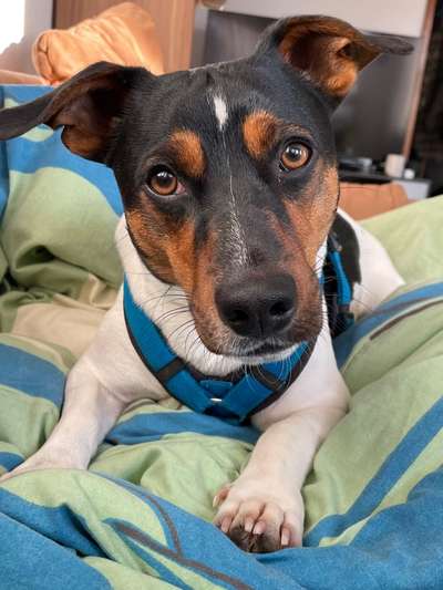 Dogorama Photo Challenge - Hundeblick zum hinschmelzen-Beitrag-Bild