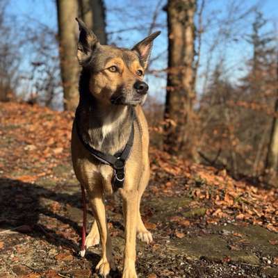 Hundetreffen-Freunde für Unsichere Hündin-Bild