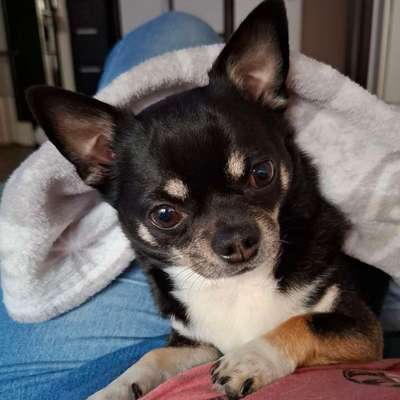 Hundetreffen-Chihuahua Treffen Weißkirchen-Bild