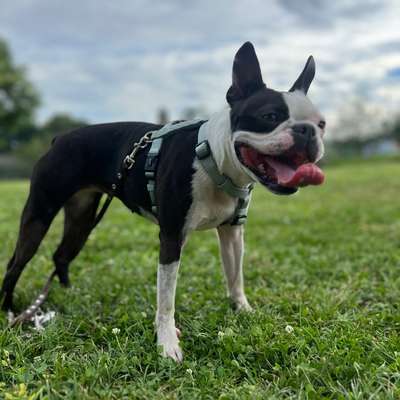 Hundetreffen-6J. Boston Terrier „Lola“ sucht Gleichgesinnte-Bild