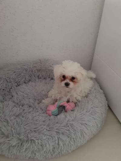 Hundetreffen-Welpentreffen-Bild