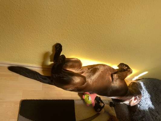 Die Dogorama Wochen Challenge-Beitrag-Bild