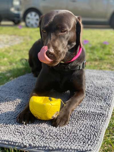 Fotochallenge Nr. 59 - Mein Hund zeigt die Zunge-Beitrag-Bild